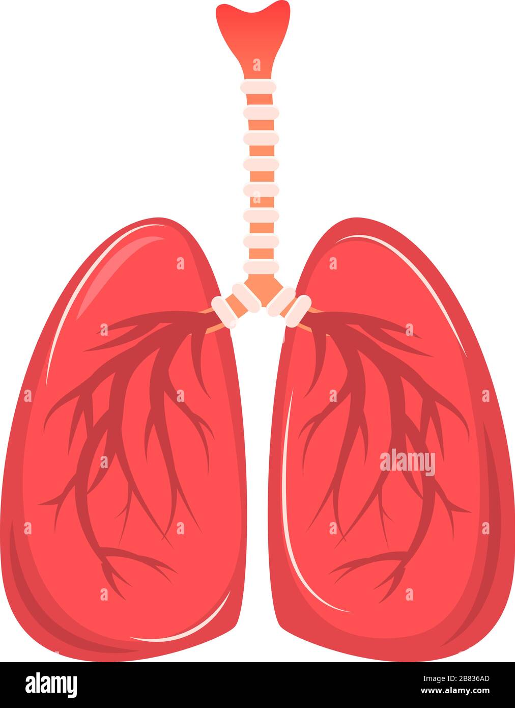 Cartoon human lungs isolated on a white background. Vector illustration in  flat style Stock Vector Image & Art - Alamy