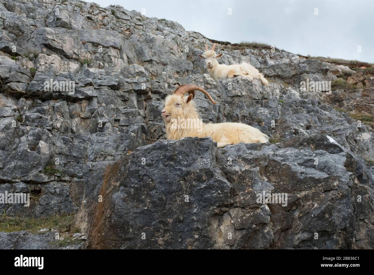 Kashmiri goats on the Great Orme at Llandudno, North Wales, UK Stock Photo