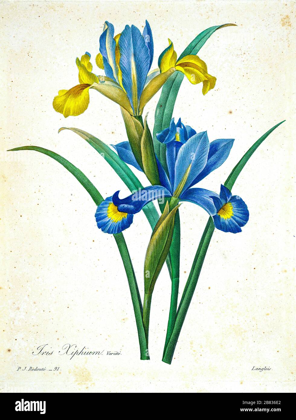 Floral Wall Art Print Iris Antique Botanical Print 1827 Dalmatian Iris