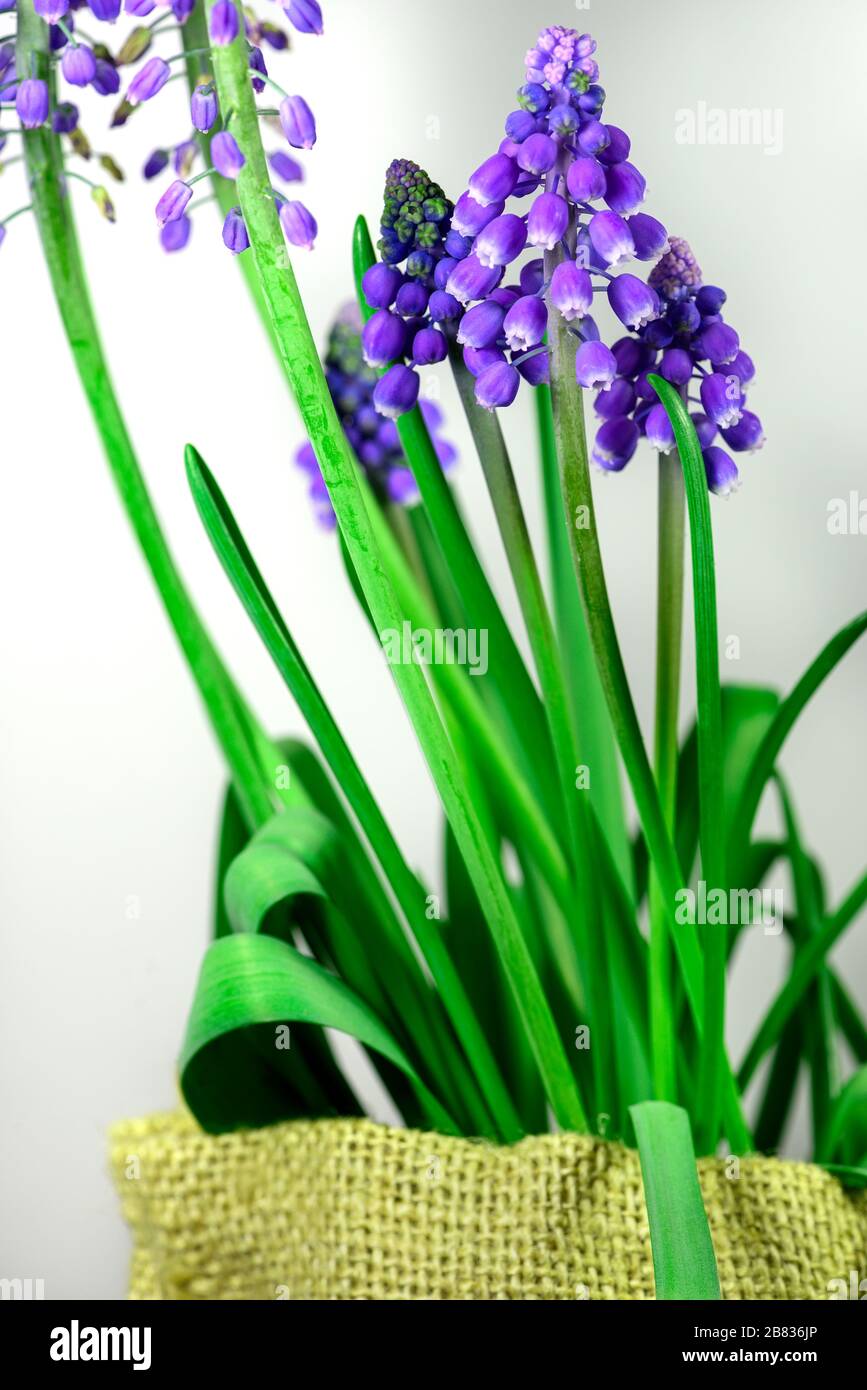 Cluster of Muscari flowers with bell-shaped buds on a white background and burlap bag. Stock Photo