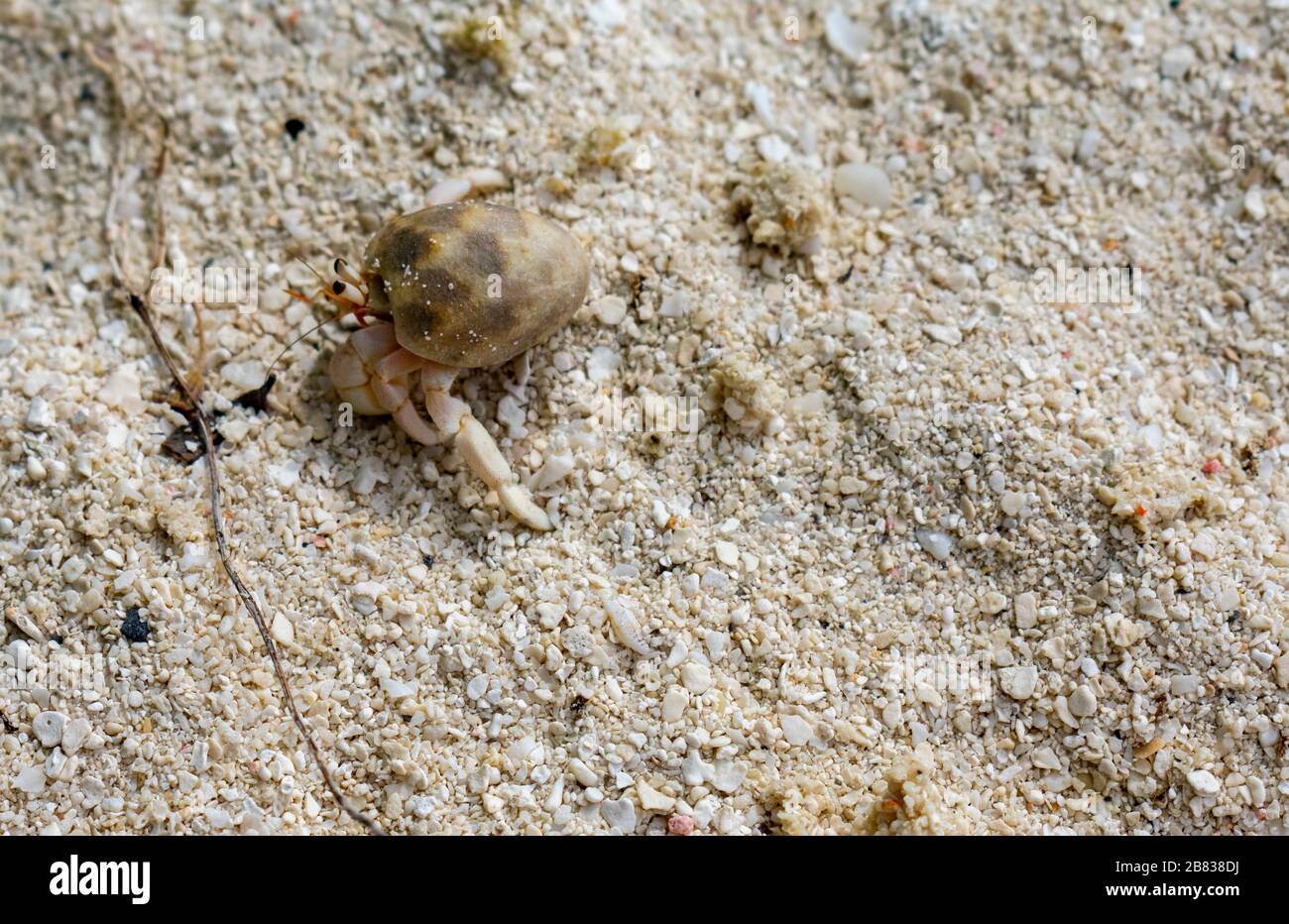 North Malé Atoll, Maldives - December 29 2019 - A small hermit crab on the Maldivian beach Stock Photo