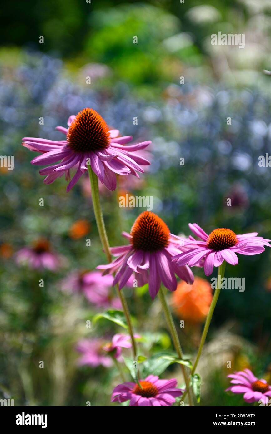 echinacea purpurea,purple coneflower,coneflowers,flower,flowers,plant portraits,perennials,RM Floral Stock Photo