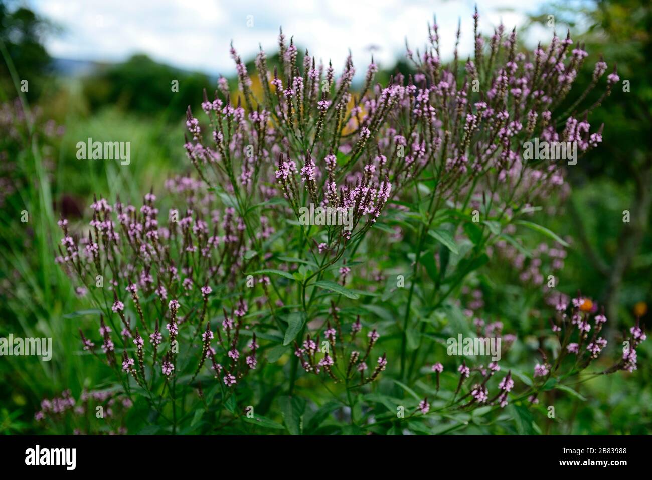 Verbena hastata rosea hires stock photography and images Alamy