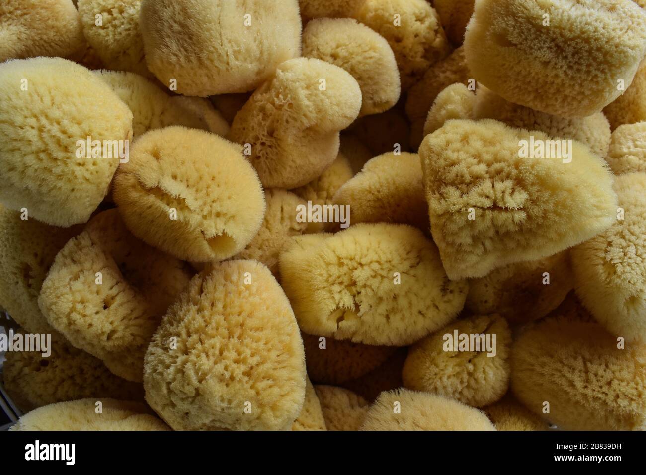 Background of natural sponges in Tarpon Springs, Florida Stock Photo