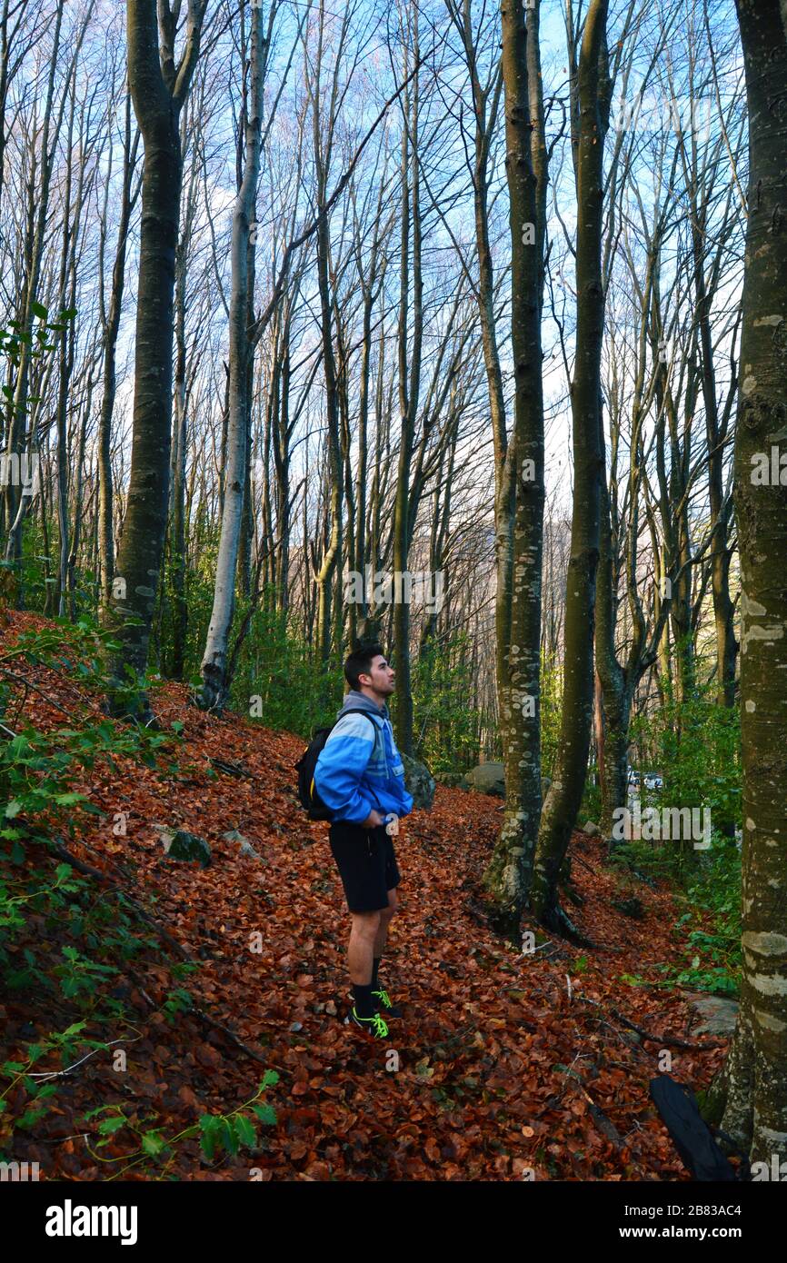 Hiking in the forest Stock Photo - Alamy