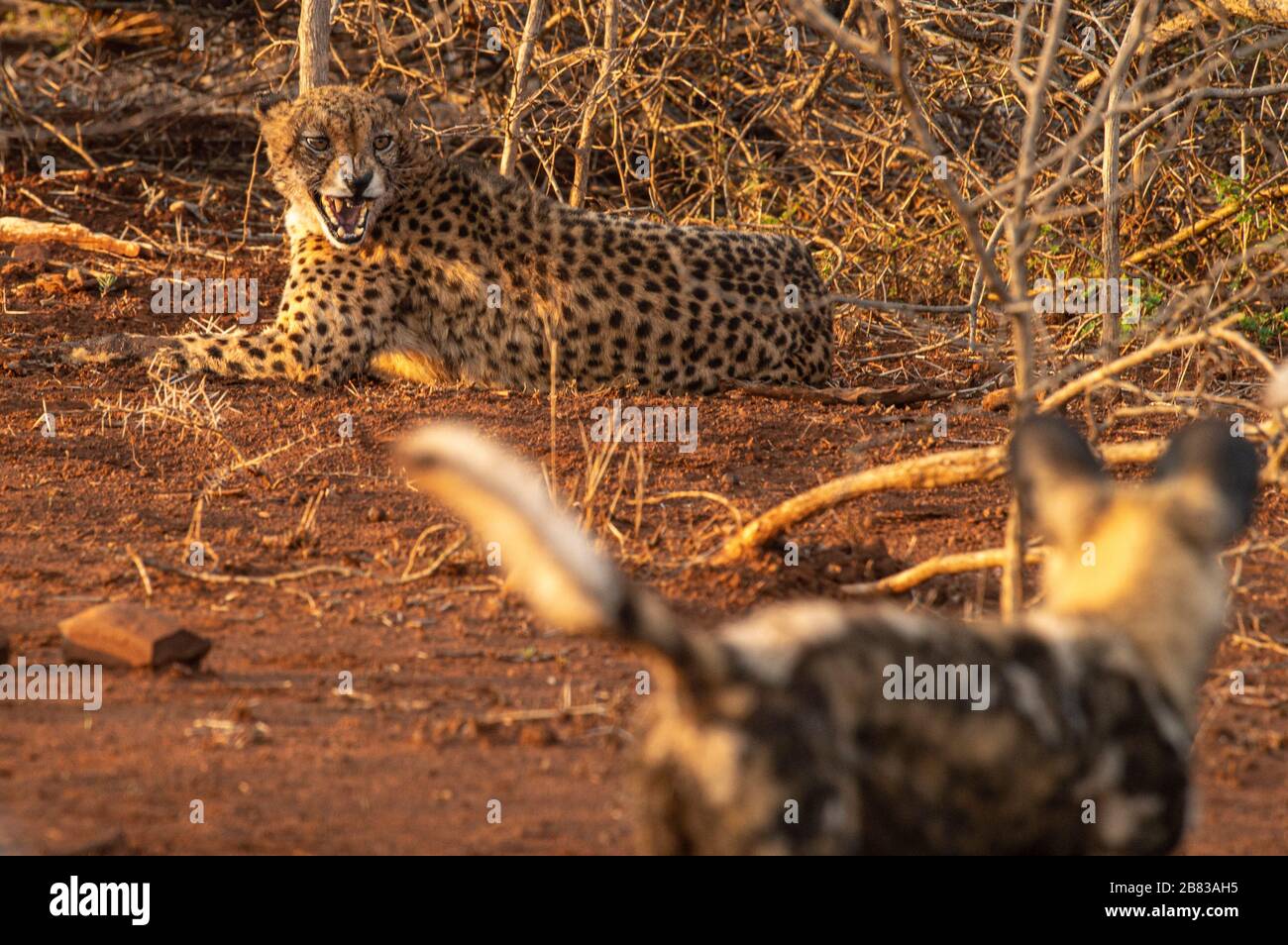 Wild dogs attacking cheetah Stock Photo Alamy