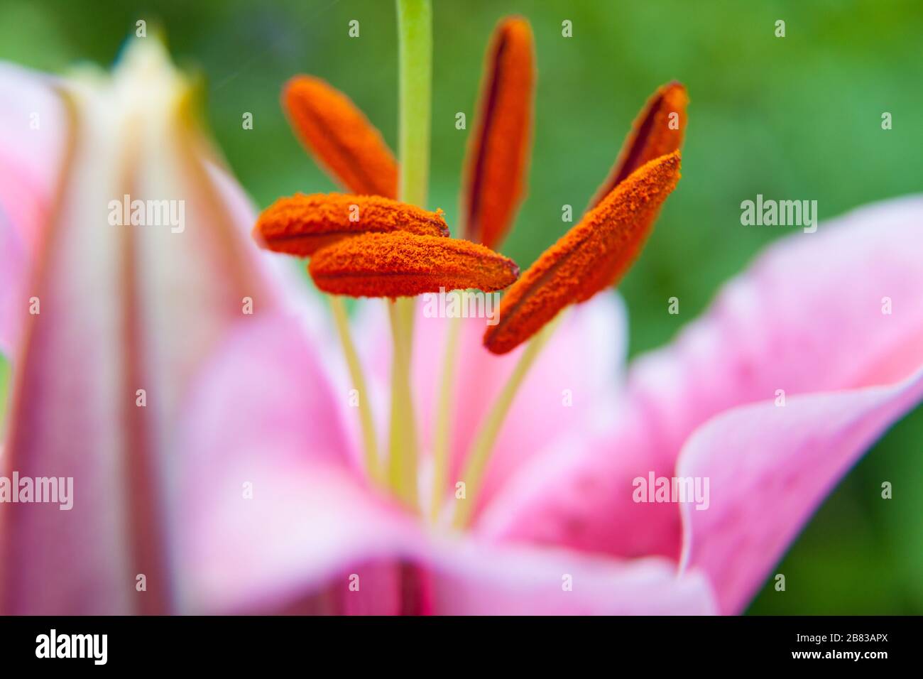 Lily closeup with Stamens full of pollen Stock Photo Alamy