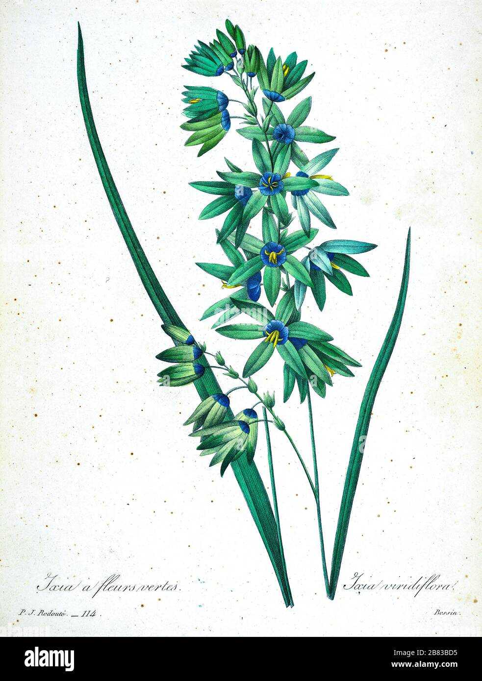 19th-century hand painted Engraving illustration of a Turquoise Ixia (Ixia viridiflora). Aquamarine to sea-green flowers with purple centers. by Pierre-Joseph Redoute. Published in Choix Des Plus Belles Fleurs, Paris (1827). by Redouté, Pierre Joseph, 1759-1840.; Chapuis, Jean Baptiste.; Ernest Panckoucke.; Langois, Dr.; Bessin, R.; Victor, fl. ca. 1820-1850. Stock Photo