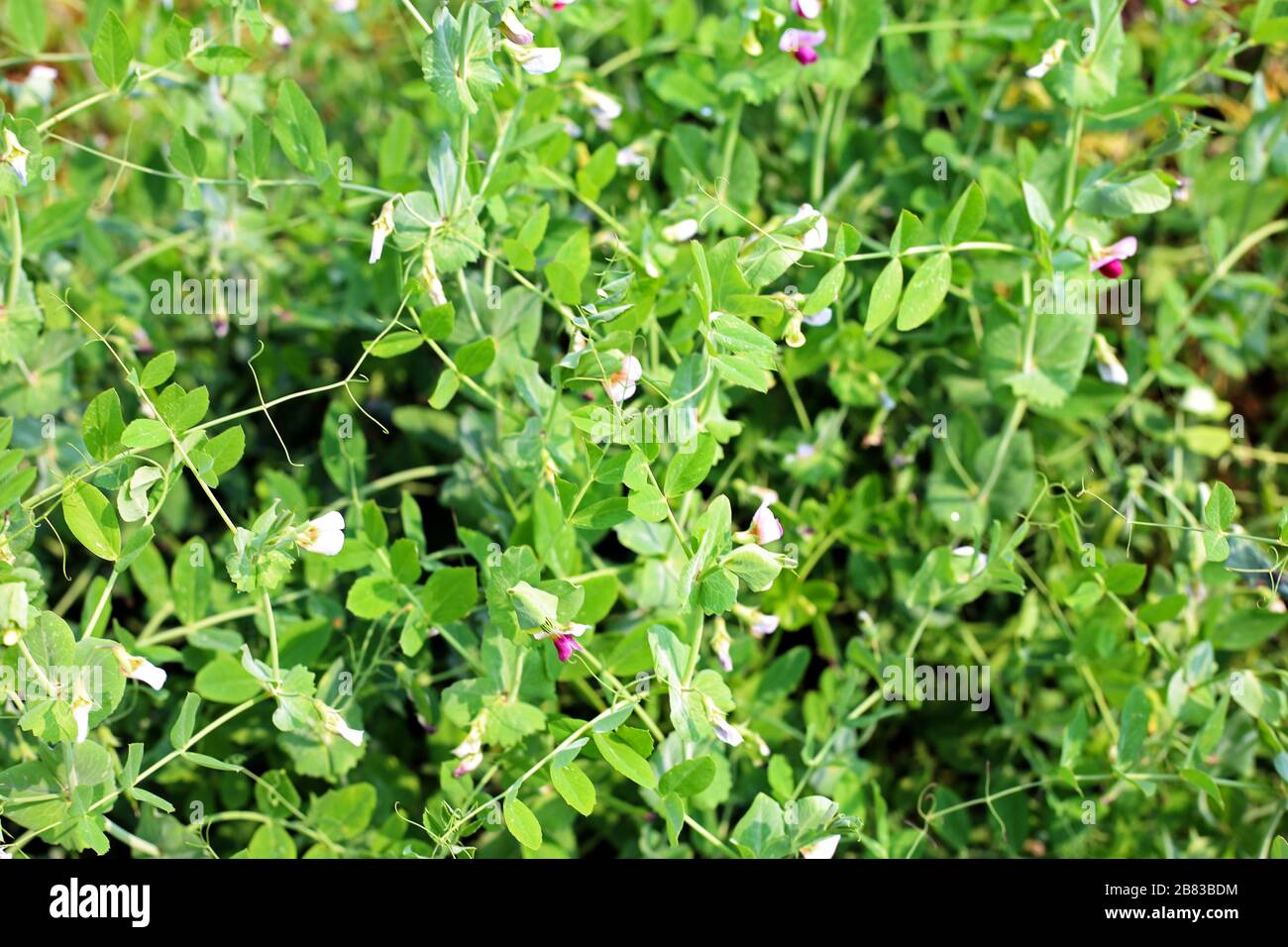 Green peas in a home garden and field Stock Photo