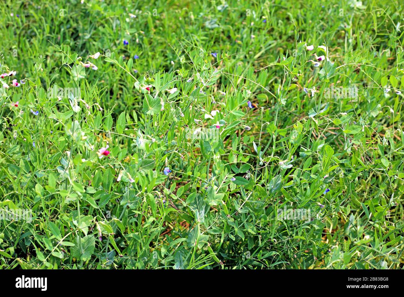 Pea field and flower growing Stock Photo