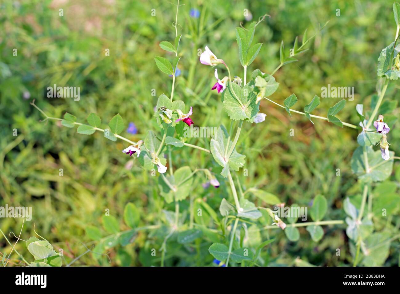 Peas growing in a field on sunny day Stock Photo