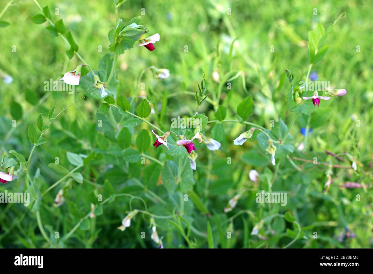 Sugar ann snap peas hires stock photography and images Alamy