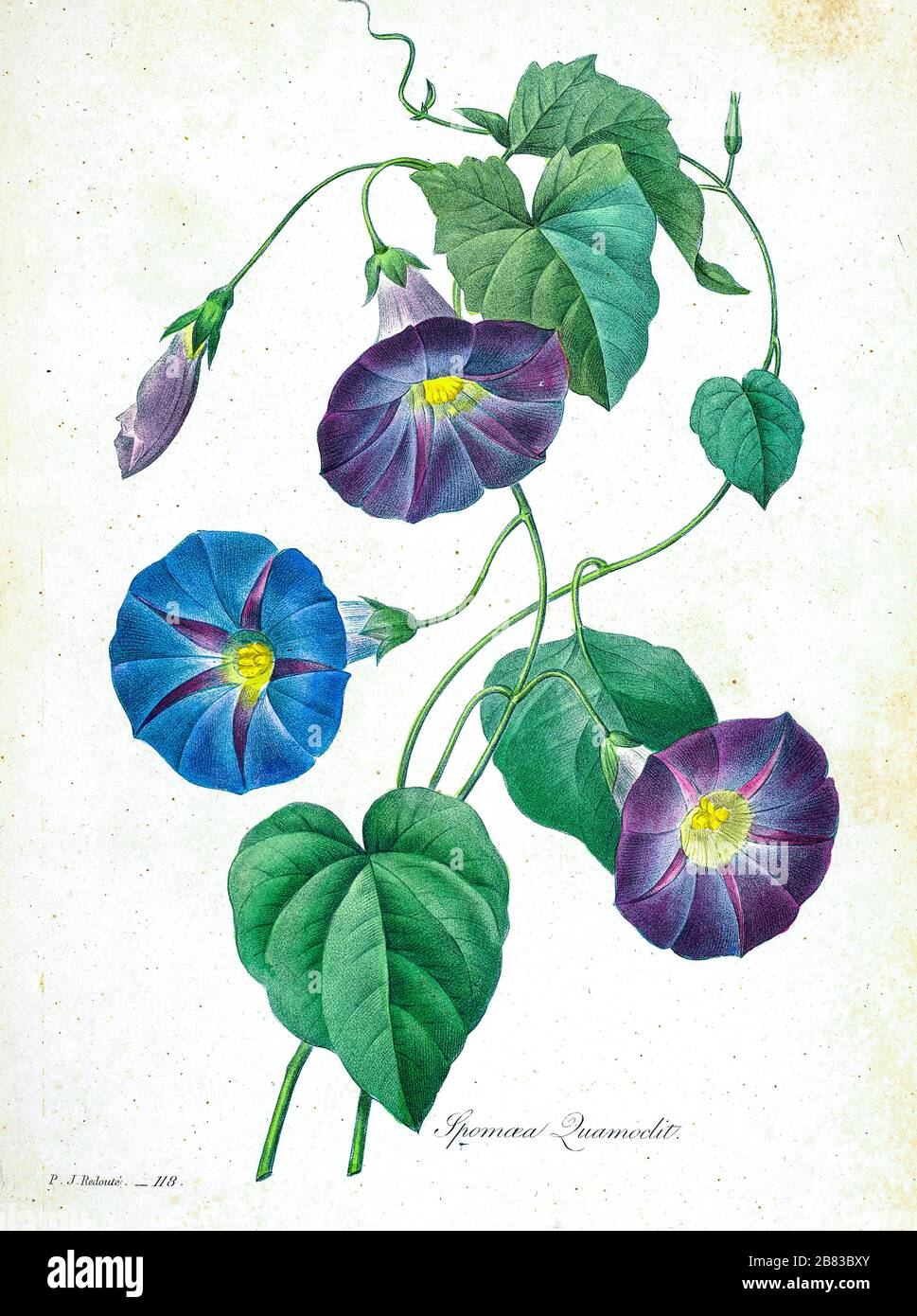 19th-century hand painted Engraving illustration of Ipomoea quamoclit (cypress vine, cypressvine morning glory, cardinal creeper, cardinal vine, star glory or hummingbird vine) flowers, by Pierre-Joseph Redoute. Published in Choix Des Plus Belles Fleurs, Paris (1827). by Redouté, Pierre Joseph, 1759-1840.; Chapuis, Jean Baptiste.; Ernest Panckoucke.; Langois, Dr.; Bessin, R.; Victor, fl. ca. 1820-1850. Stock Photo
