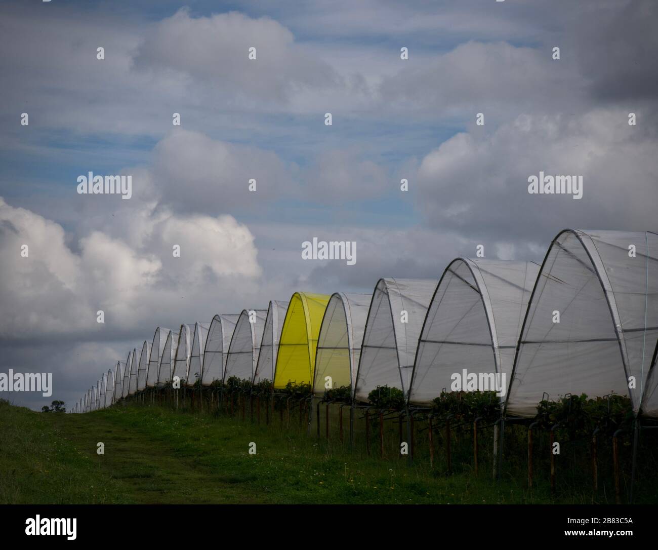 Strawberry farm in Shropshire Stock Photo Alamy