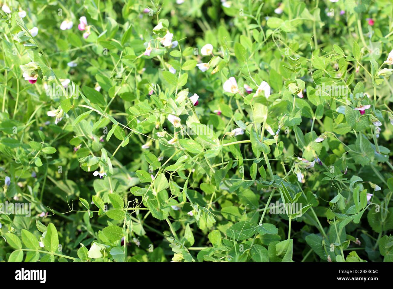 Photo of a fresh bright green pea pod on a pea plant in a garden. Growing peas outdoors. Stock Photo