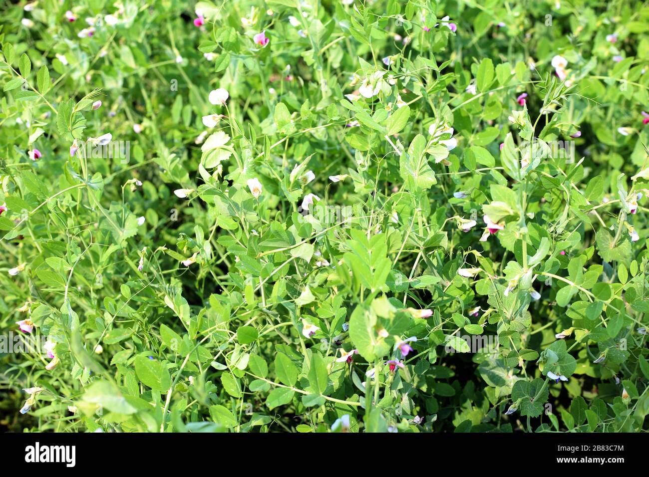 Green pea, sugar snap plants growing on farming fields in summer Stock Photo