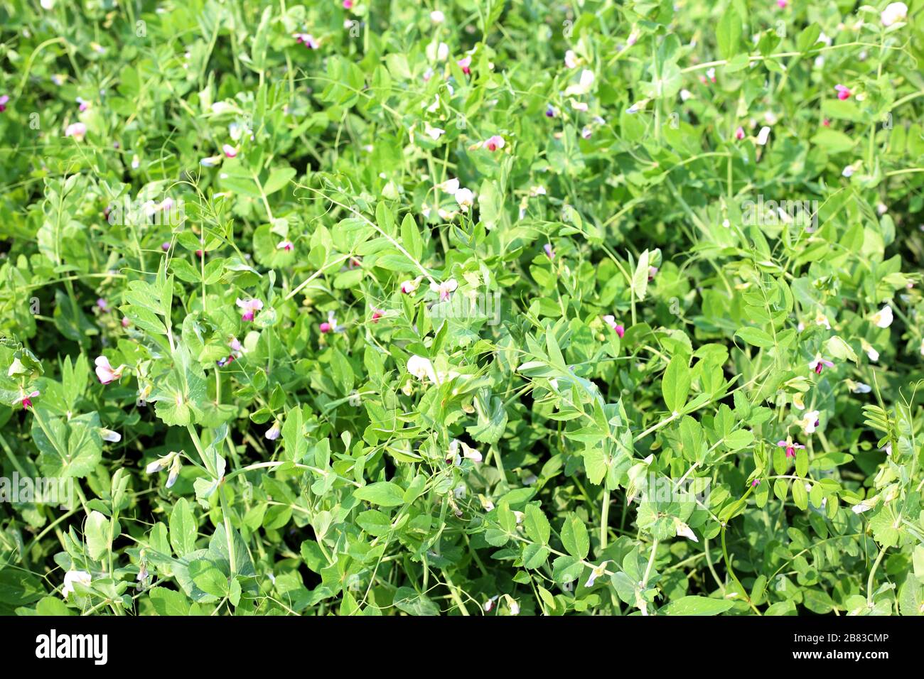 Fresh peas in the field Stock Photo