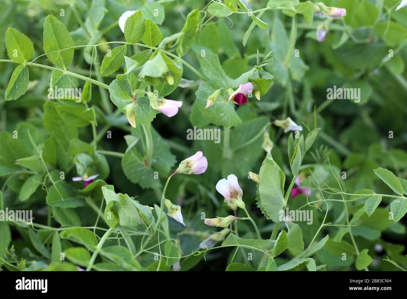 fresh mature pods with garden peas Stock Photo