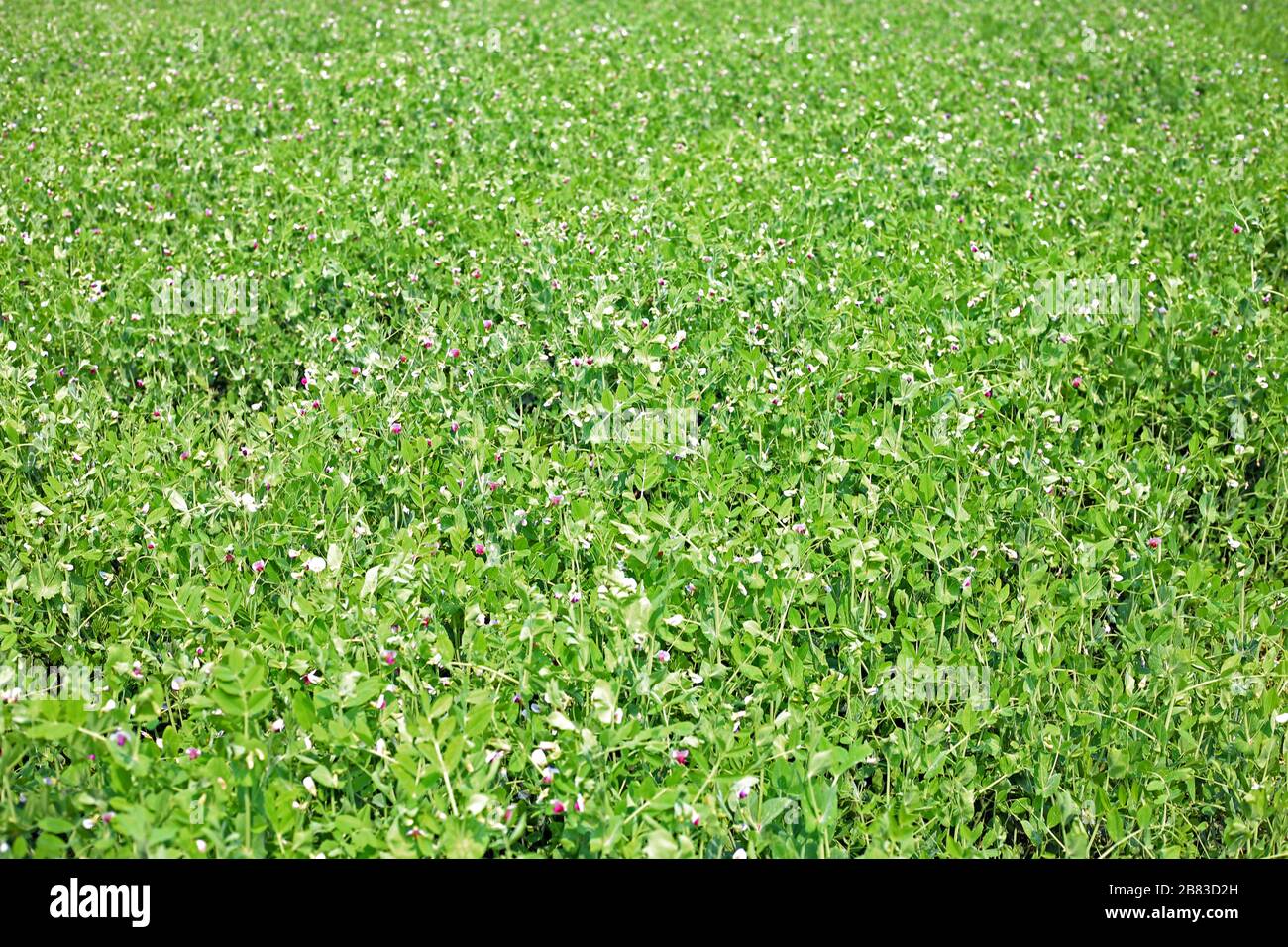 Glazed field peas hires stock photography and images Alamy