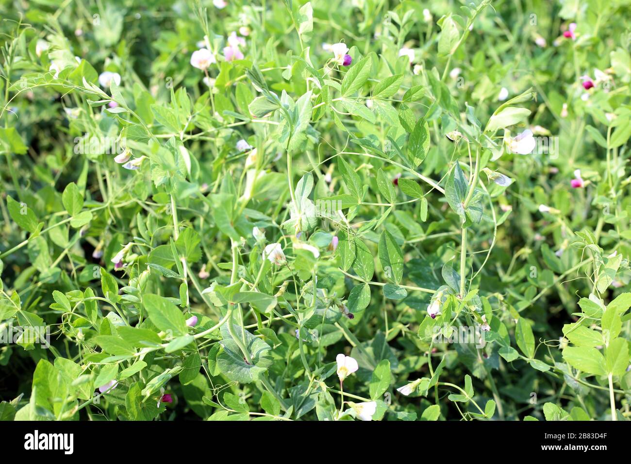 Pea plant growth stages hires stock photography and images Alamy