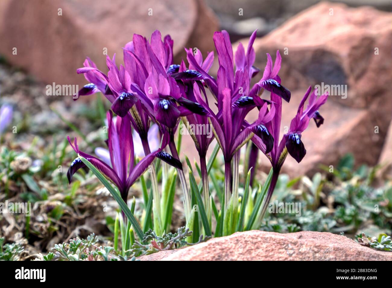 A portrait of dwarf bulb Iris histroides in full bloom. Stock Photo
