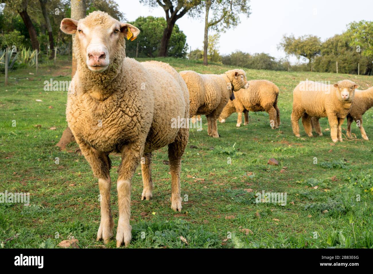 Fat Sheep Looking at You Stock Photo