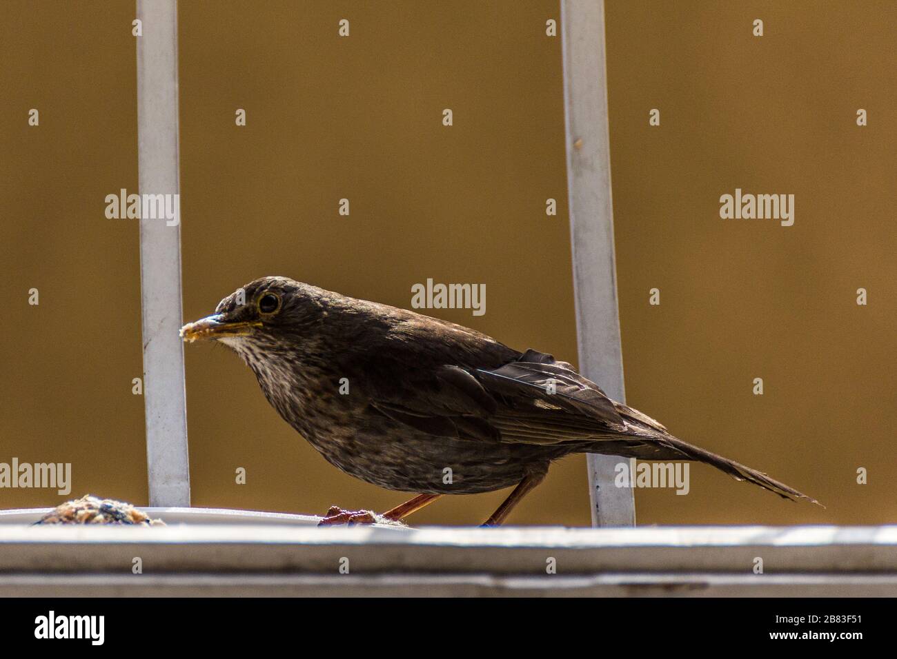 Wonderful capture hi-res stock photography and images - Alamy