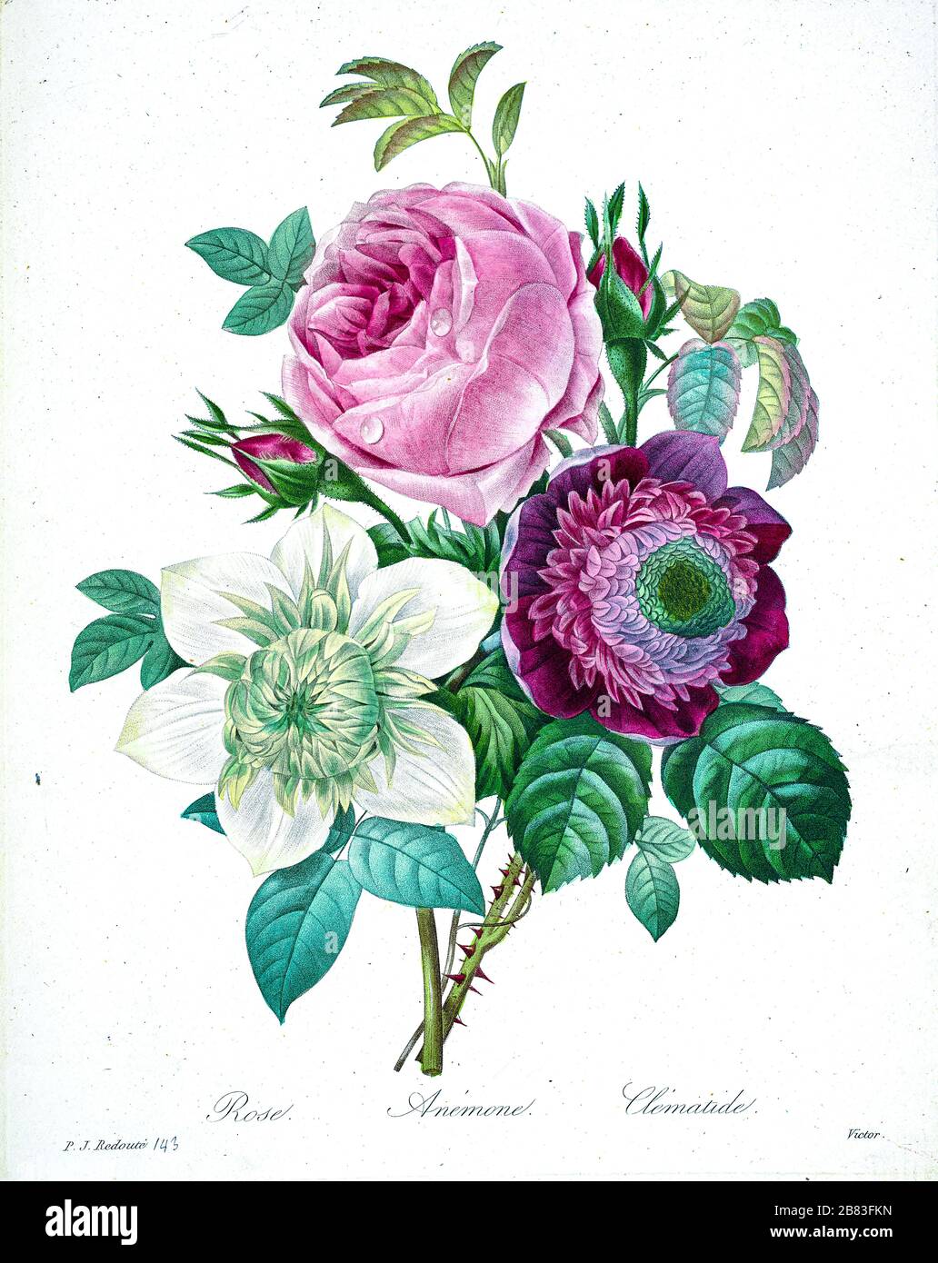 19th-century hand painted Engraving illustration of a bouquet of flowers with Rose, anemone and clematis, by Pierre-Joseph Redoute. Published in Choix Des Plus Belles Fleurs, Paris (1827). by Redouté, Pierre Joseph, 1759-1840.; Chapuis, Jean Baptiste.; Ernest Panckoucke.; Langois, Dr.; Bessin, R.; Victor, fl. ca. 1820-1850. Stock Photo