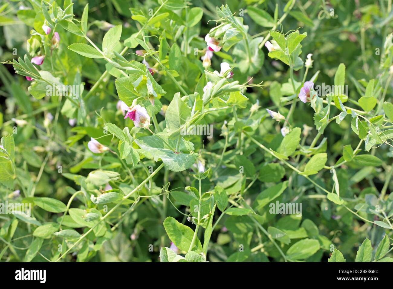 Peas growing on the farm. Pea pods Stock Photo