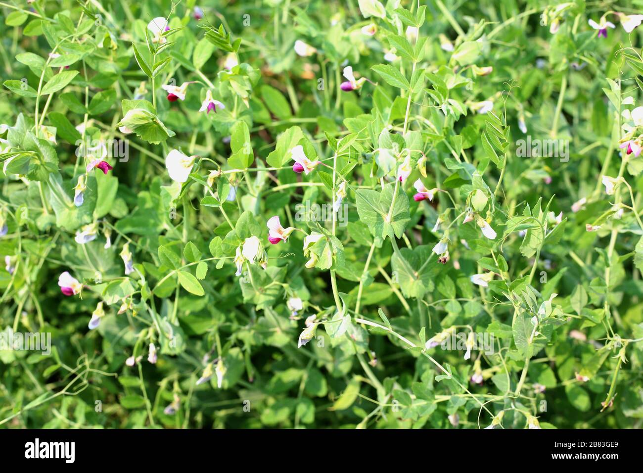 Growing peas outdoors and blurred background Stock Photo