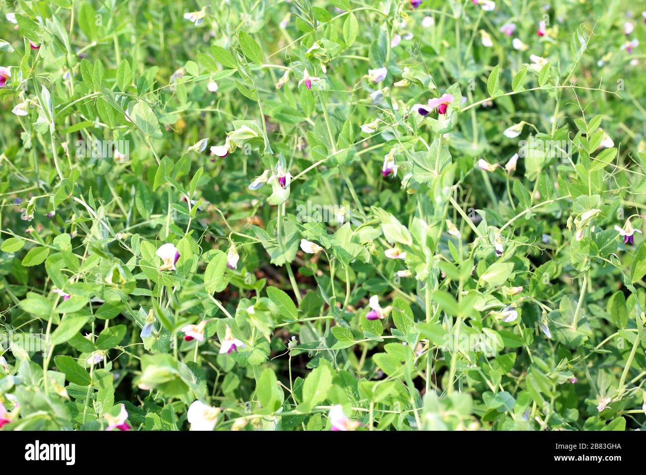 Beautiful close up of green fresh peas and pea Stock Photo