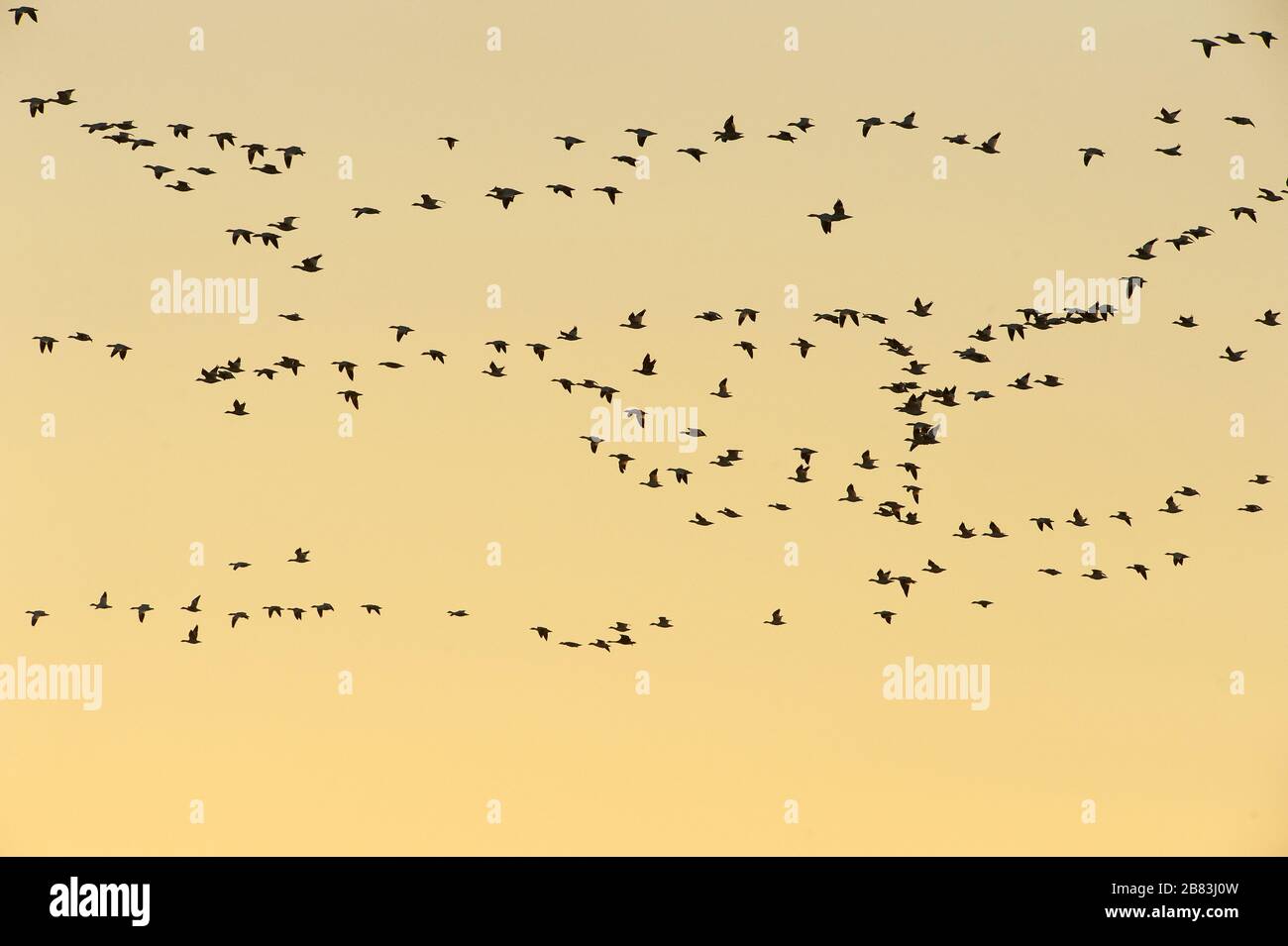 Snow geese migratory flight skein Stock Photo