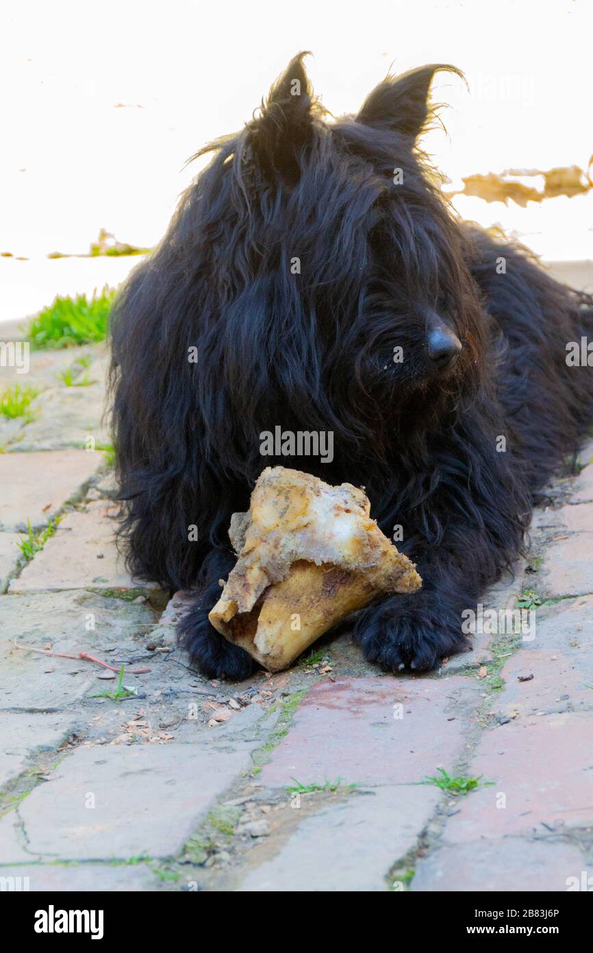 The dog eats a calf bone. Close up of dog and bone image Stock Photo