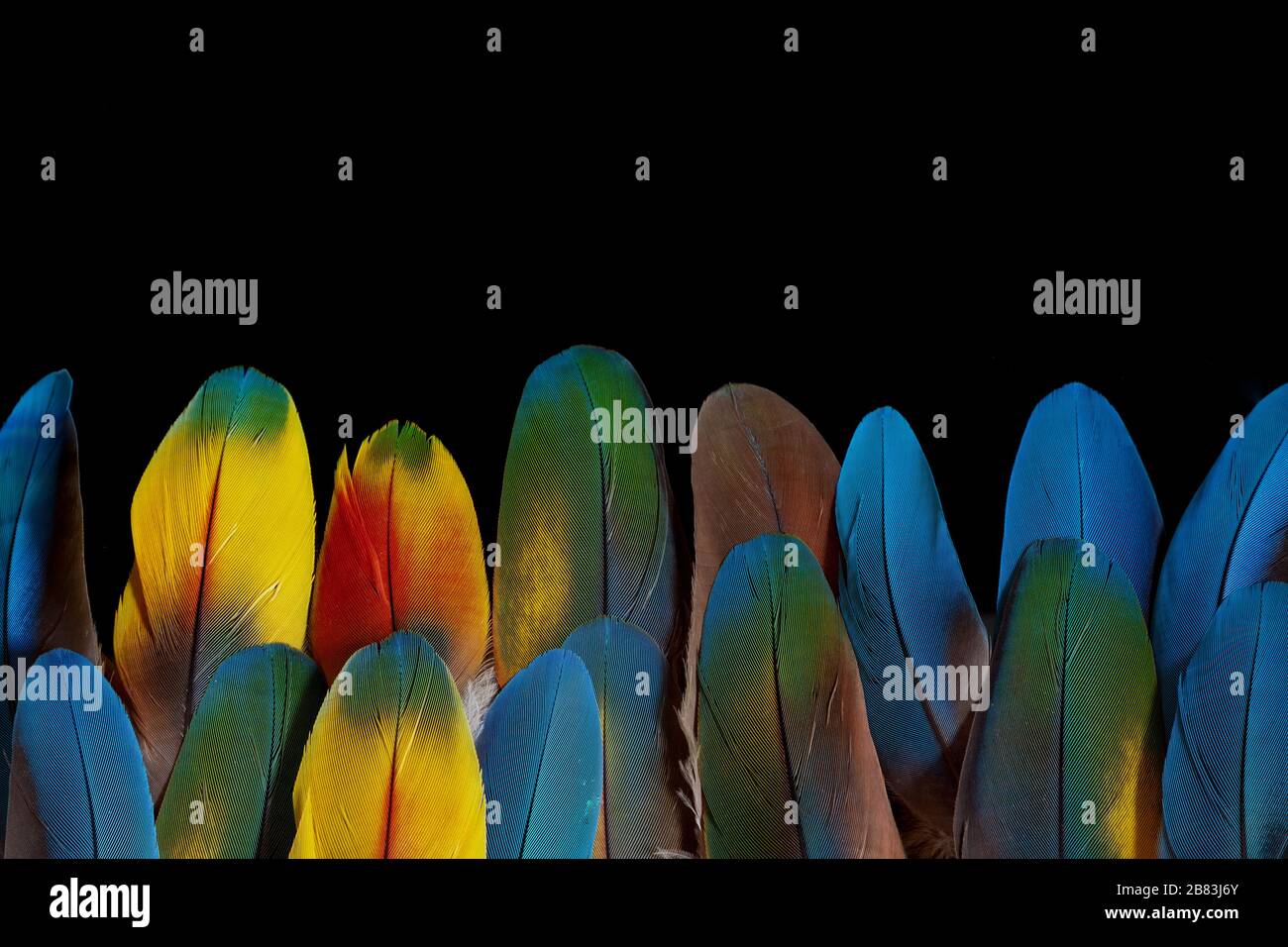Beauty of Nature. Feathers isolated on black background Stock Photo