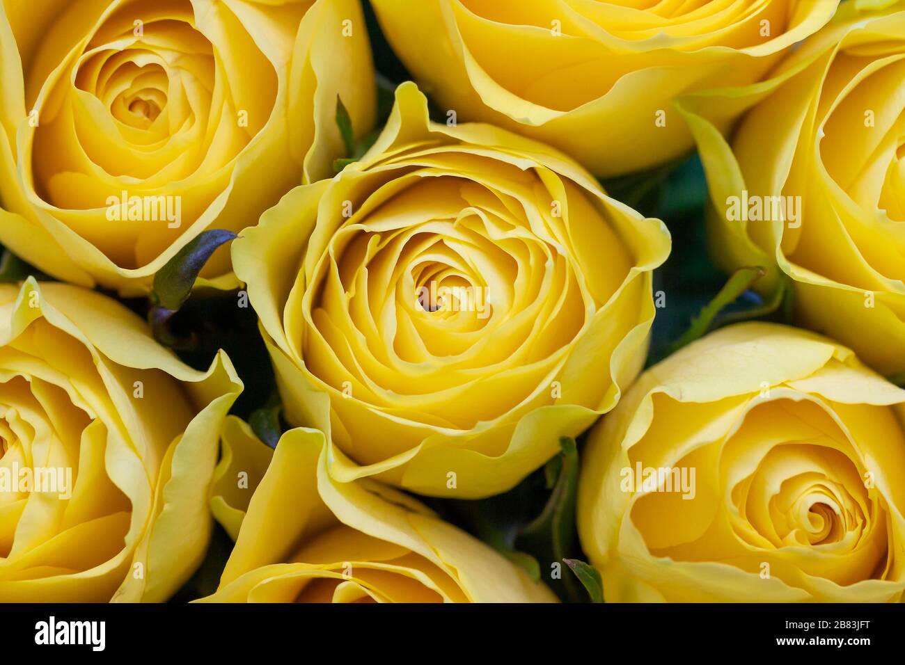 Perfumed yellow rose hi-res stock photography and images - Alamy