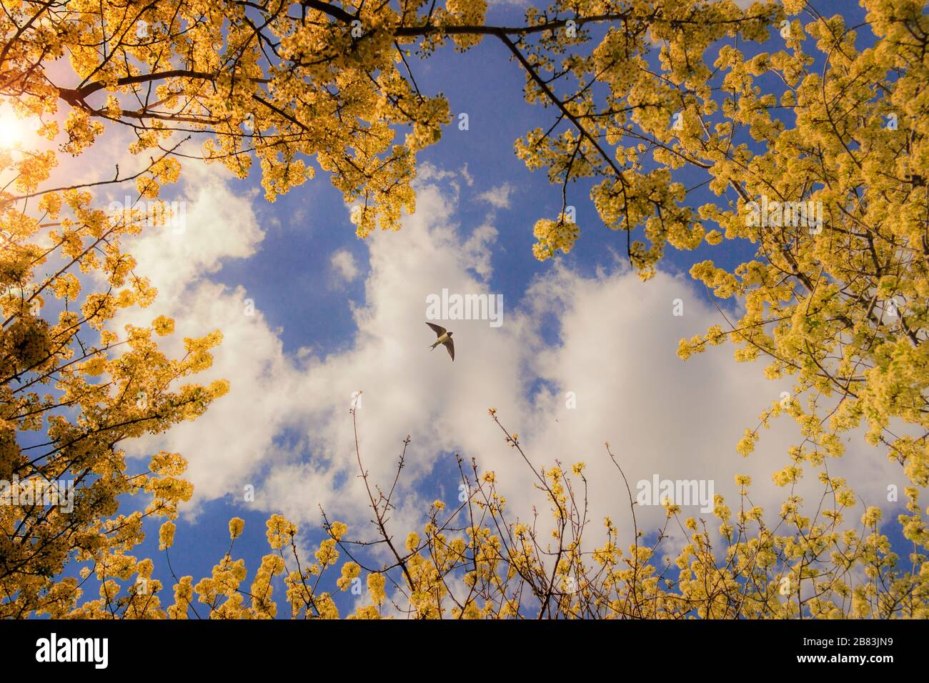 Spring sky: cloud with swallow flying between flowering branches. ITALY (Apulia). Stock Photo