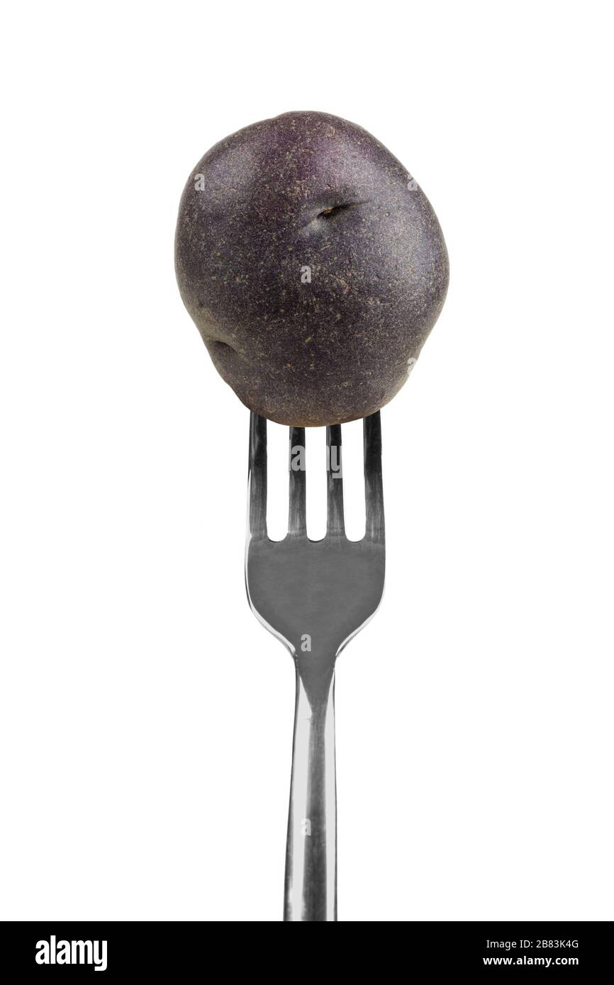 Small purple potato on a fork isolated on a white background Stock Photo