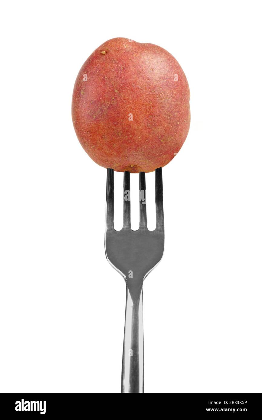 Small red potato on a fork isolated on a white background Stock Photo