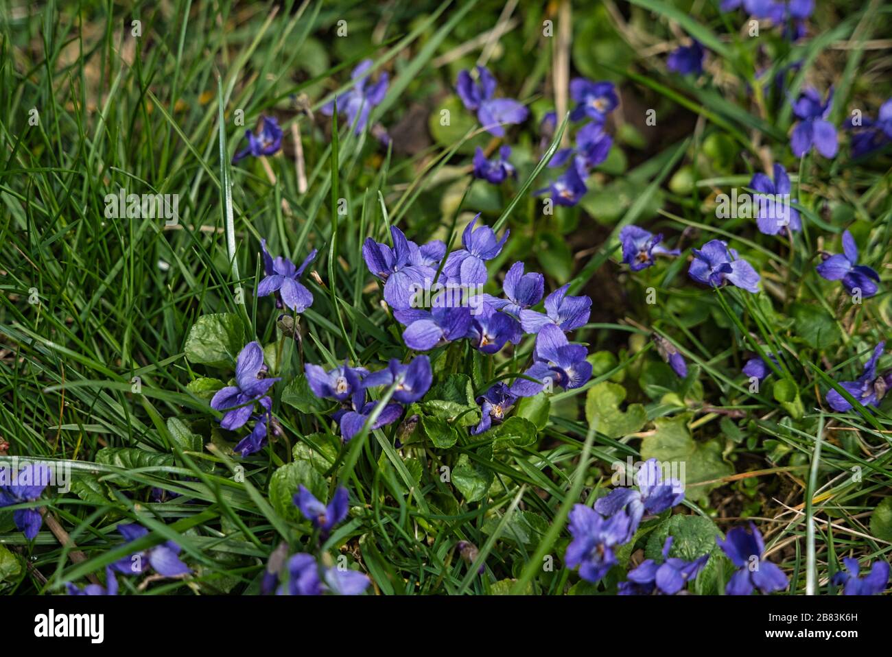 Flowering scented violets Viola odorata March violet spring in February March Stock Photo