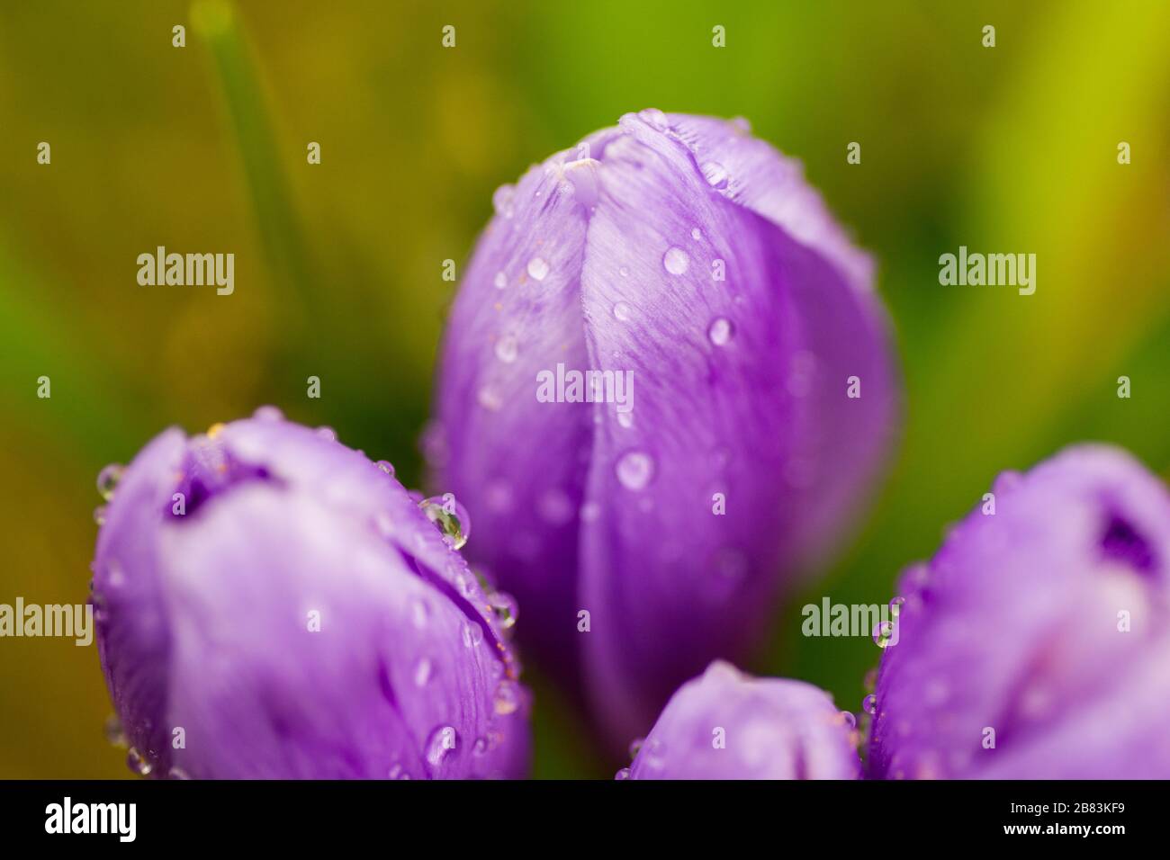 Detail of crocus flowers with blurred background. Narrow depth of field. Stock Photo