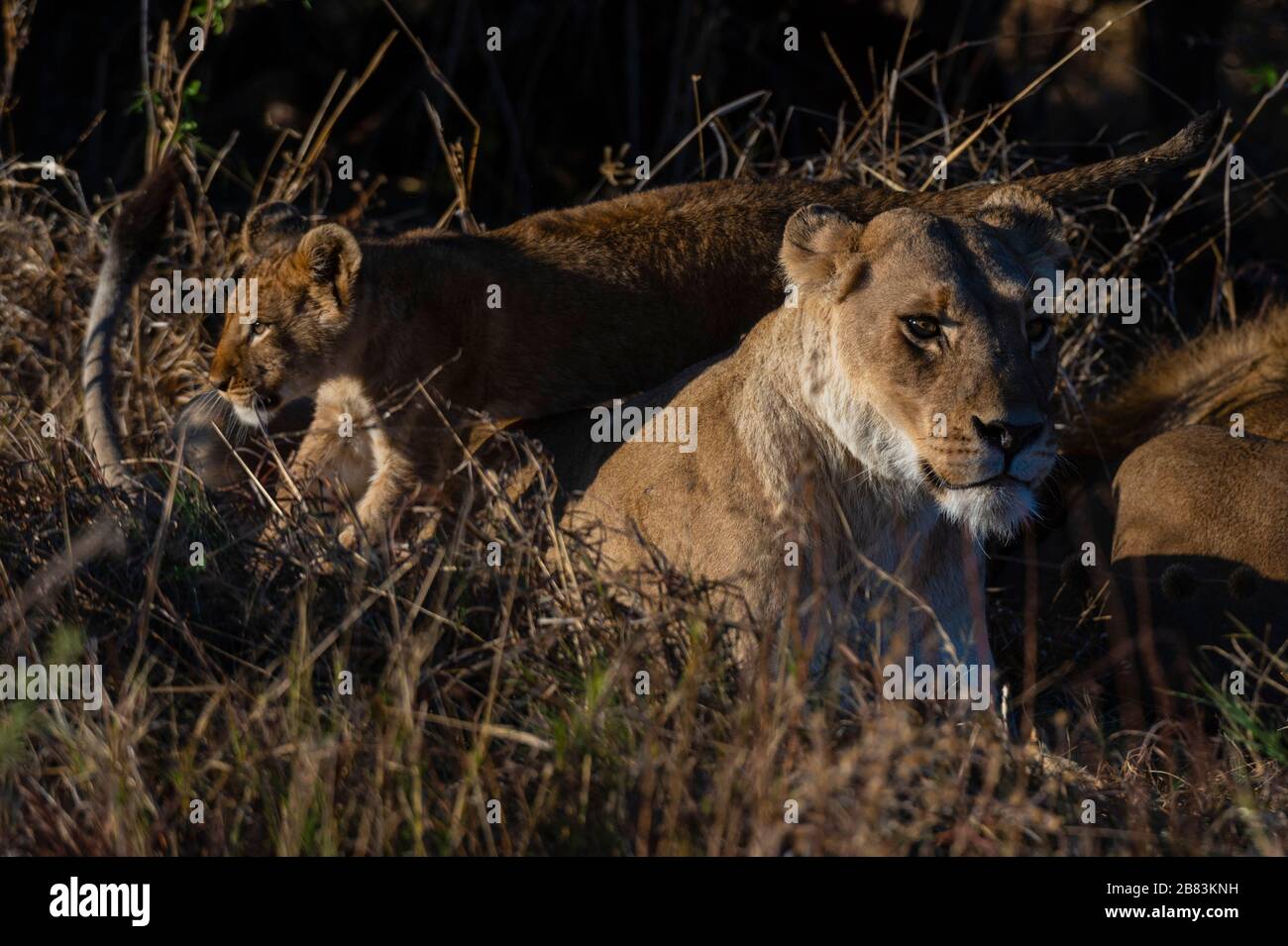 A lioness, Panthera leo, with its cub Stock Photo - Alamy