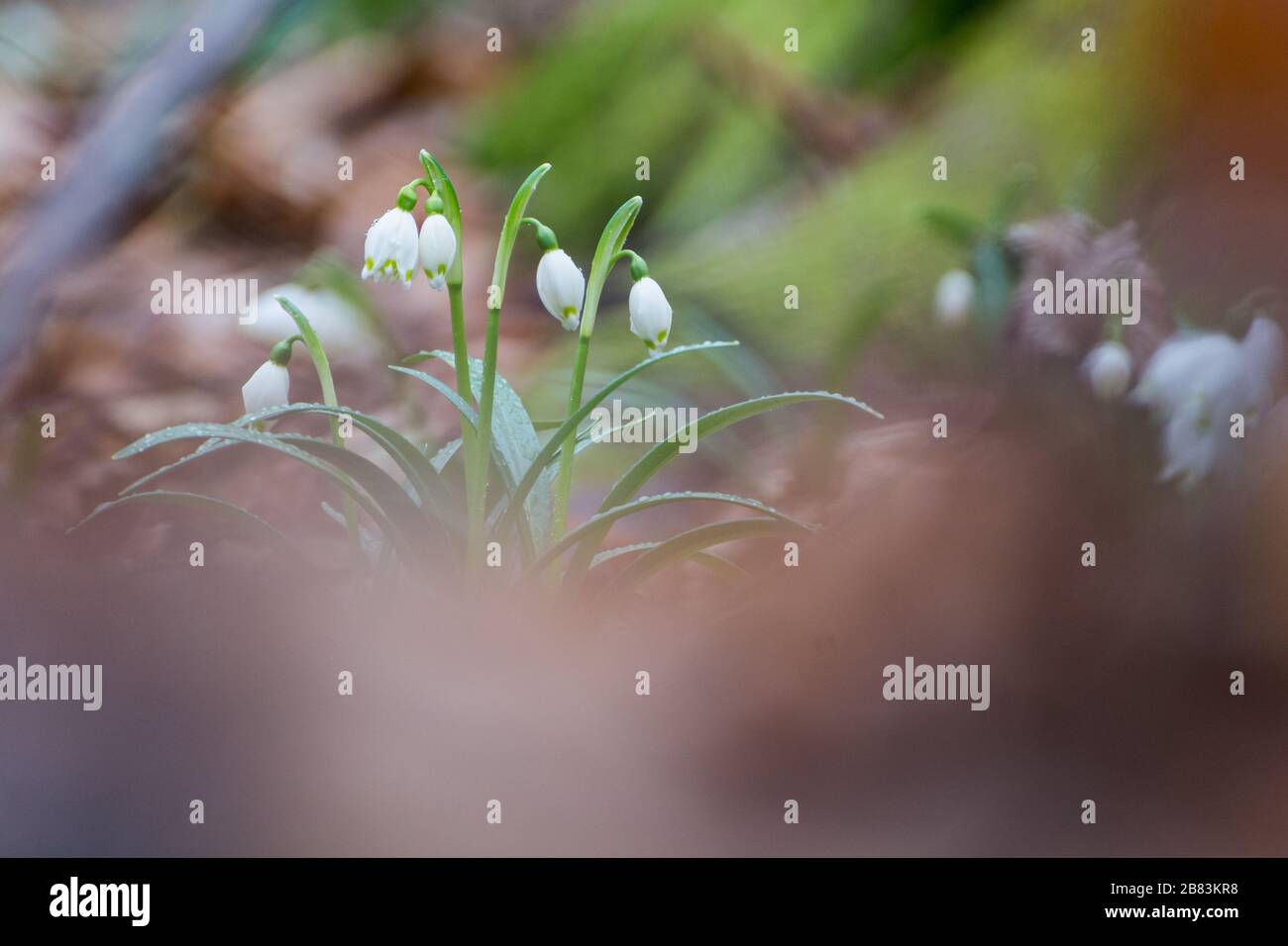 Close up of natural snow drops in the in a forest. Blurred background. Rain/dew drops. Stock Photo