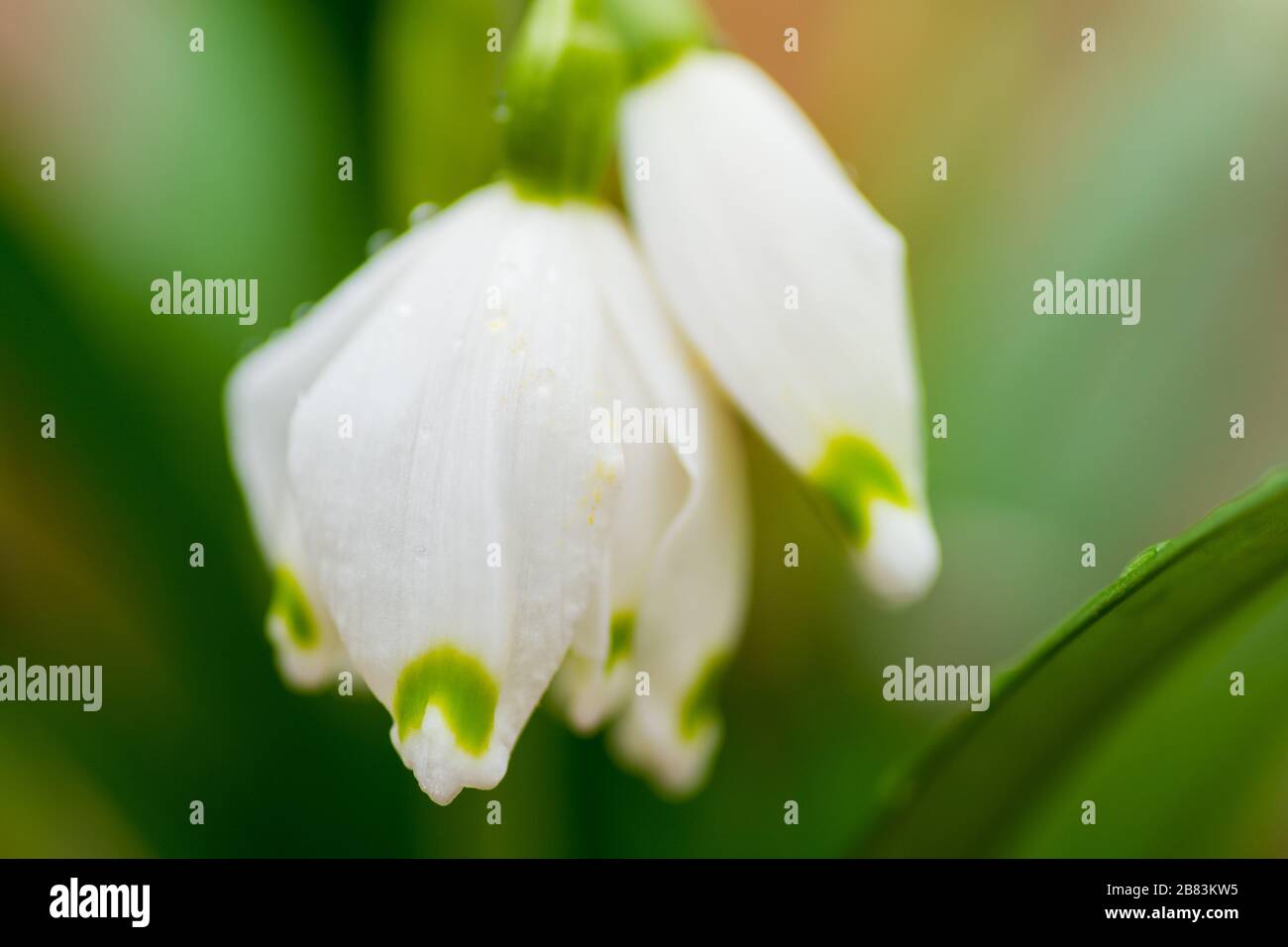 Close up of natural snow drops in the in a forest. Blurred background. Rain/dew drops. Stock Photo