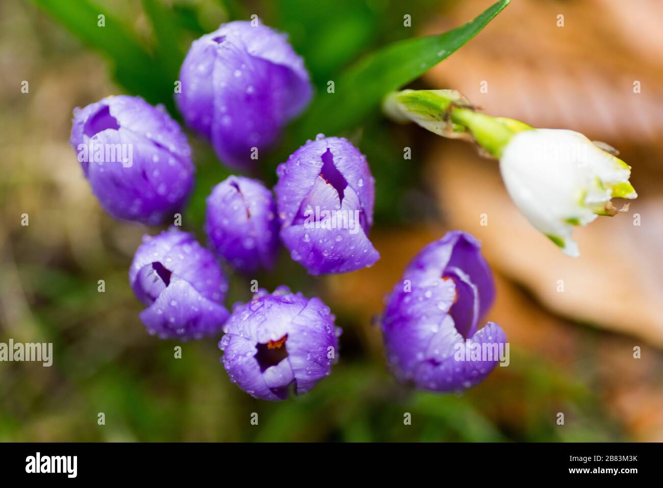 Detail of crocus flowers with blurred background. Narrow depth of field. Stock Photo