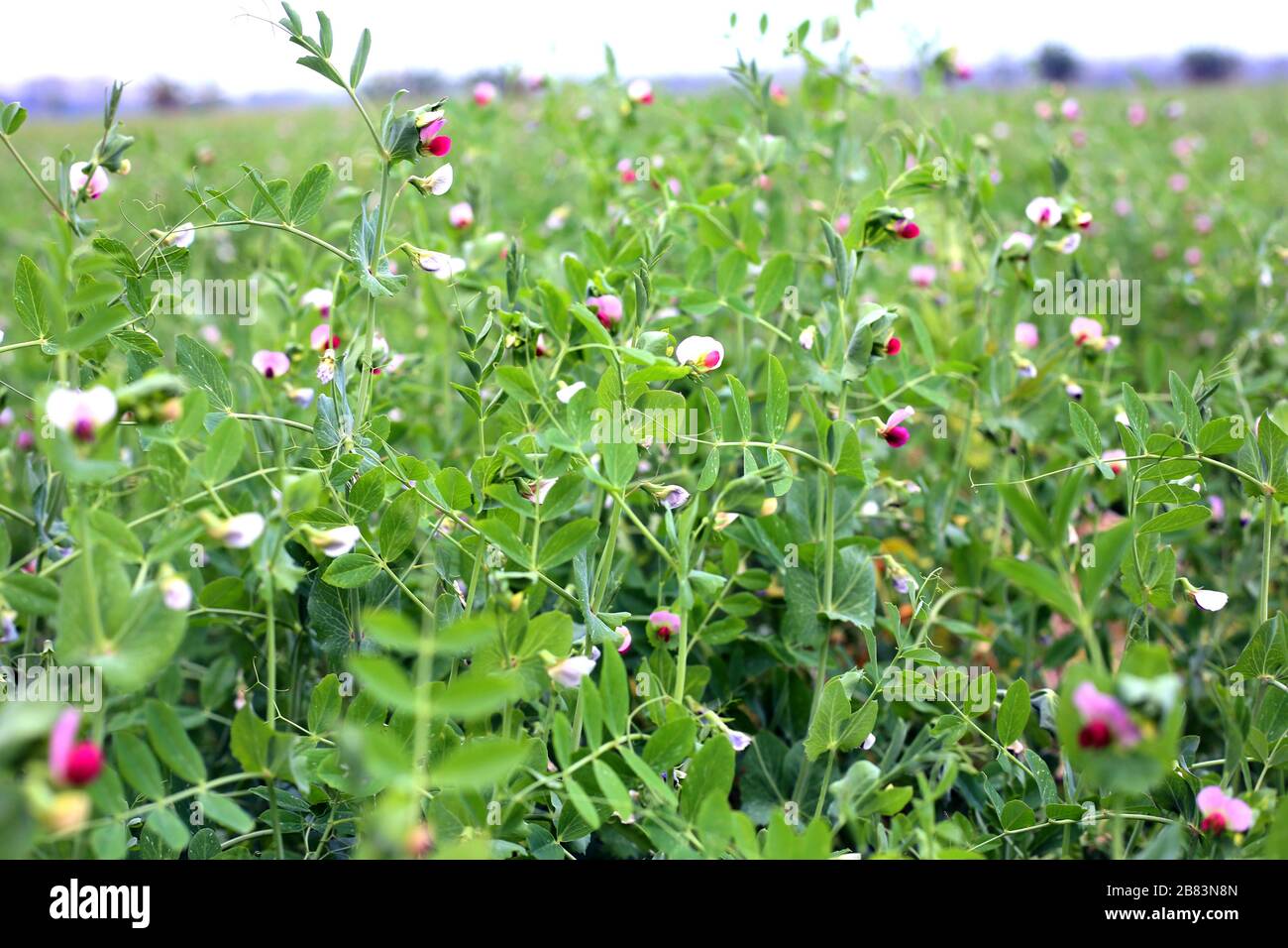 Beautiful fresh pea flower growing on the farm Stock Photo Alamy