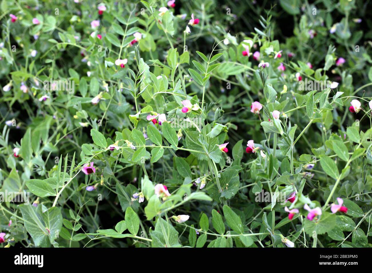 Beautiful green peas tree with peas flower Stock Photo Alamy