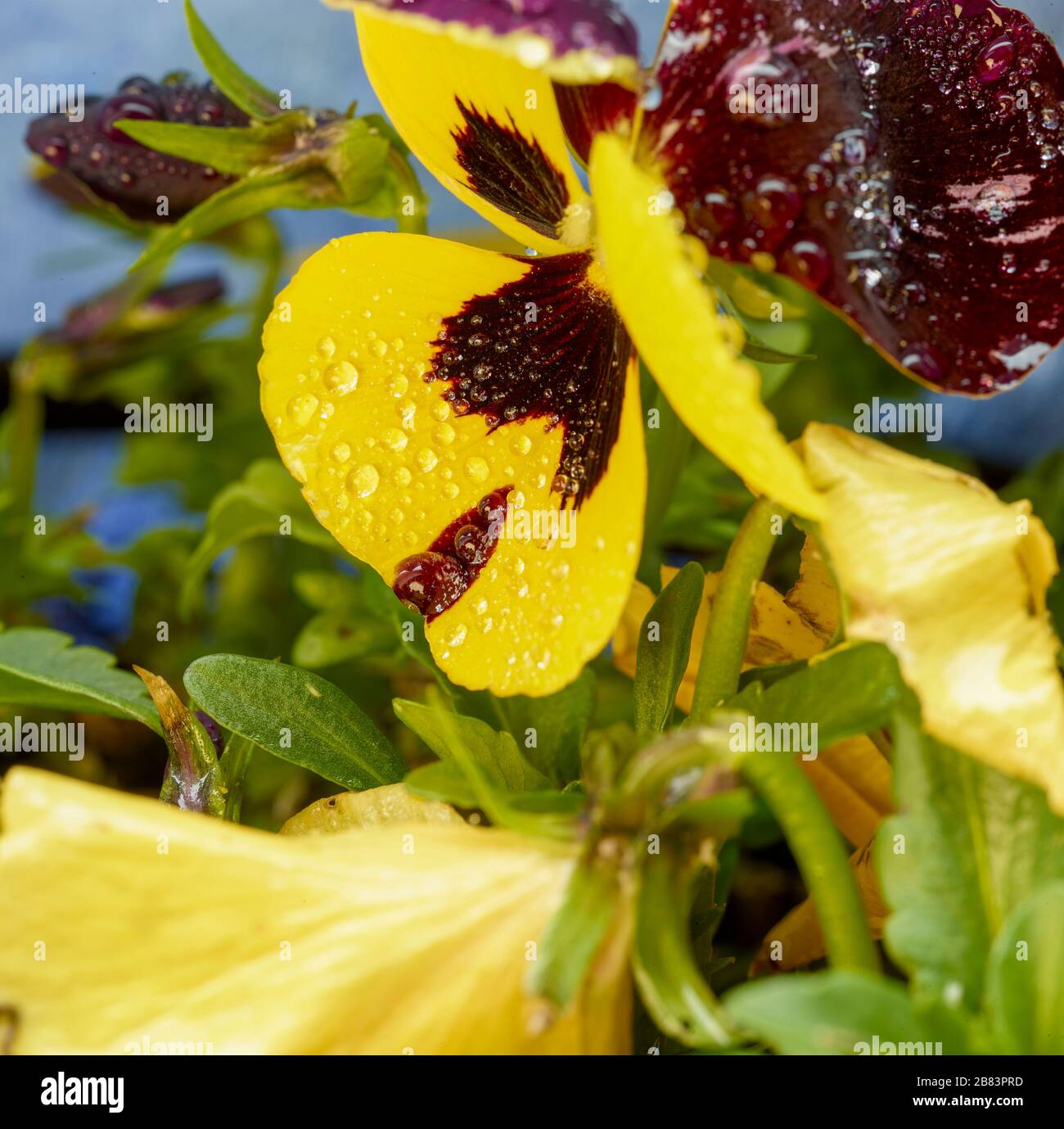 Macro natural flower portraits of pansies following rain Stock Photo
