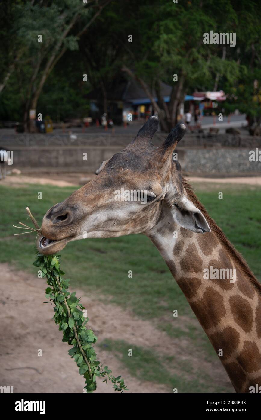 Giraffes are eating food that humans feed Stock Photo