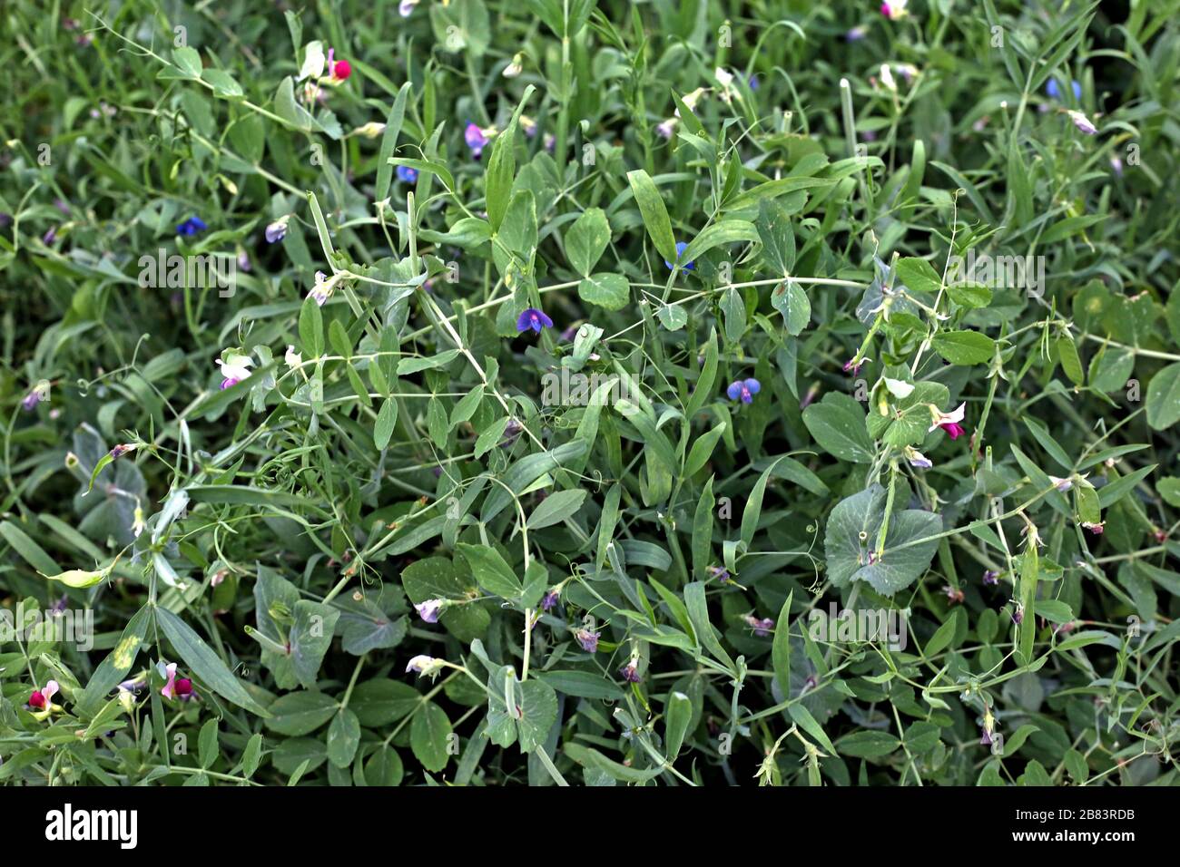 Beautiful fresh green peas tree with peas flower on the farm in a bright day Stock Photo