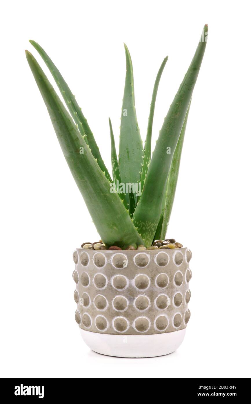 Aloe vera plant in a cement pot isolated on a white background Stock Photo